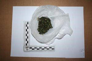 Slika PU_ZG/slike/MUP/droga_duhan/marihuana02.jpg