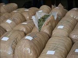 Slika PU_ZG/slike/MUP/droga_duhan/marihuana10.jpg