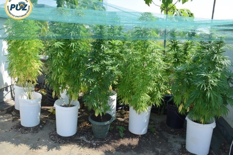Slika PU_ZG/slike/obrade/2016/2.9.marihuana/1_v.jpg